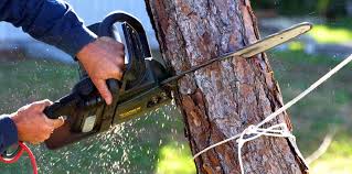 Best Tree and Shrub Care  in Camp Hill, AL