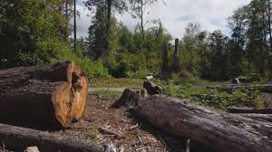 Reliable Camp Hill, AL Tree Services Solutions
