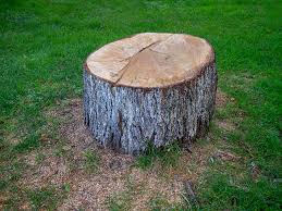 How Our Tree Care Process Works  in  Camp Hill, AL