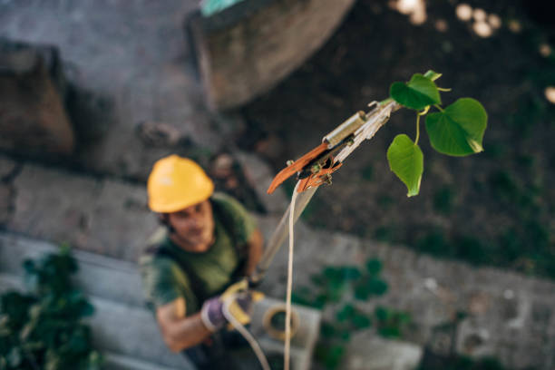Best Tree Risk Assessment  in Camp Hill, AL