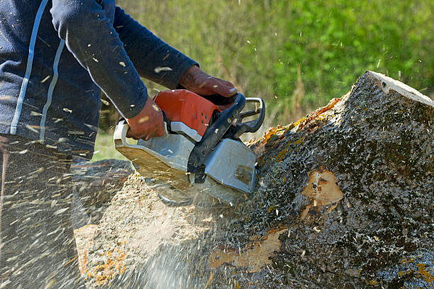 Best Stump Grinding and Removal  in Camp Hill, AL